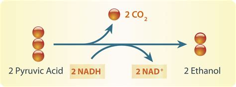 alcoholic fermentation biology.